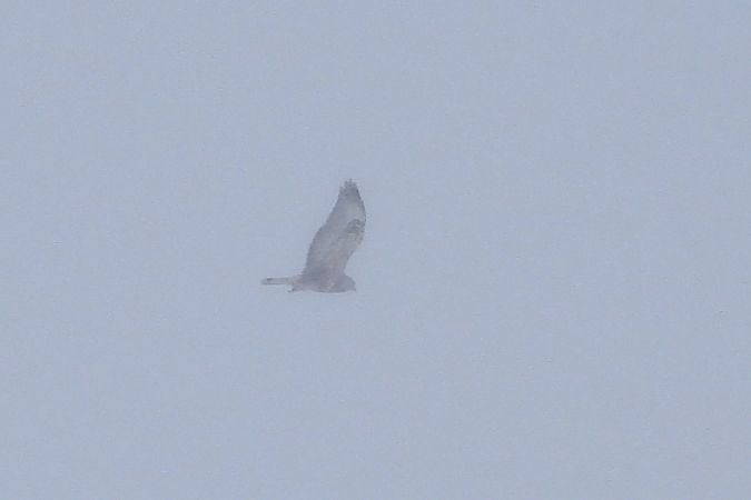 Raufussbussard  - Justyna Krawczyk