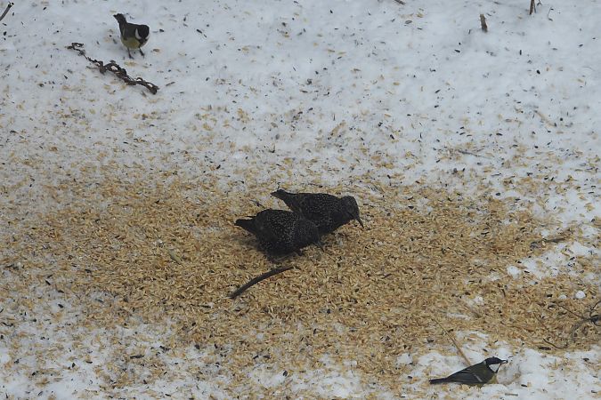 Star  - Justyna Krawczyk