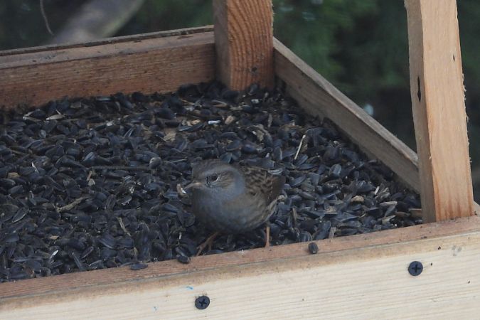 pokrzywnica  - Justyna Krawczyk