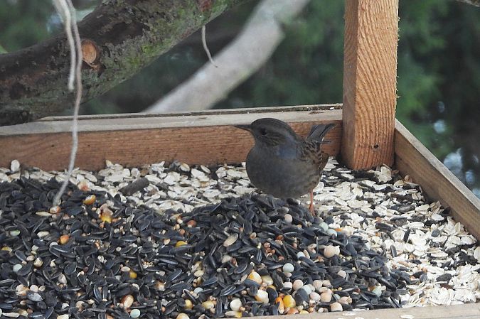 pokrzywnica  - Justyna Krawczyk