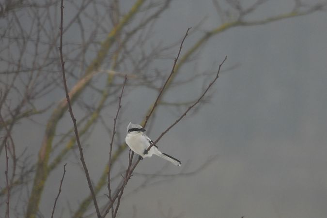 srokosz  - Justyna Krawczyk