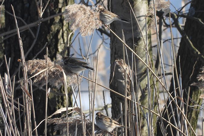 potrzos  - Justyna Krawczyk