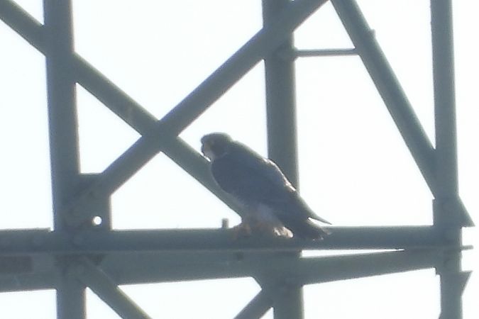 sokół wędrowny  - Justyna Krawczyk