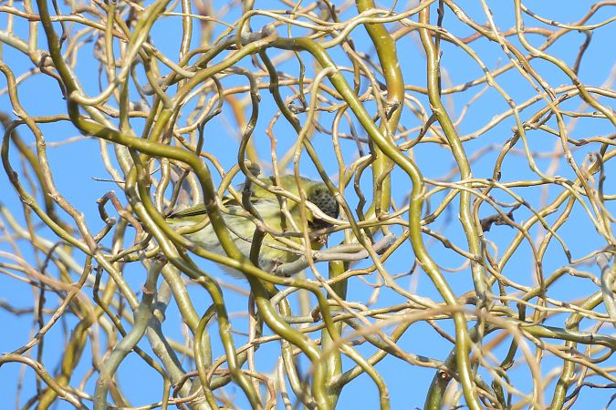 czyż  - Justyna Krawczyk