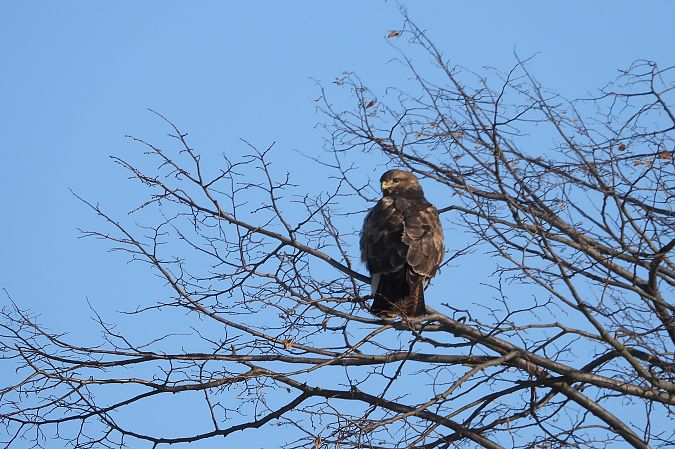 Mäusebussard  - Justyna Krawczyk
