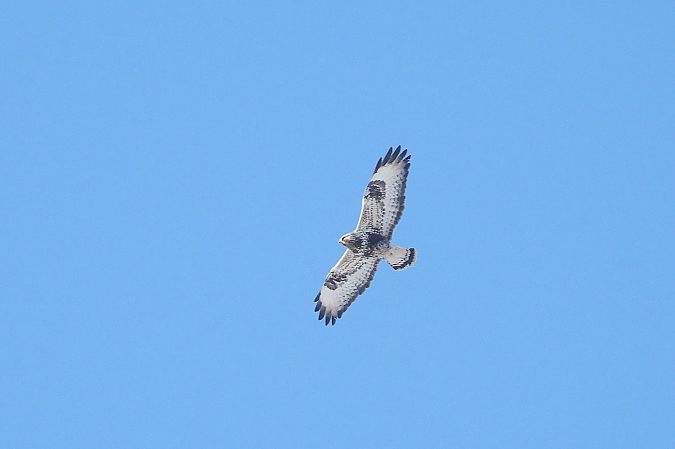 myszołów włochaty  - Justyna Krawczyk