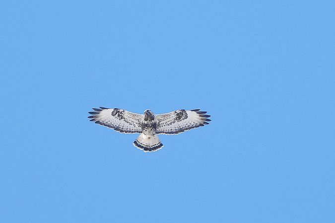 Raufussbussard  - Justyna Krawczyk