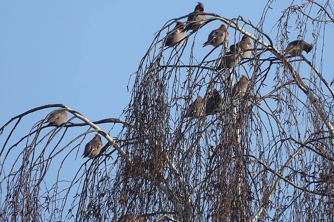 jemiołuszka  - Justyna Krawczyk