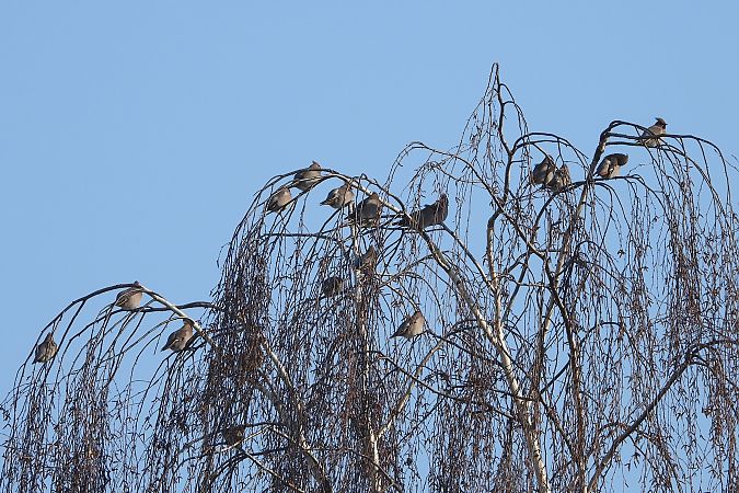 Seidenschwanz  - Justyna Krawczyk