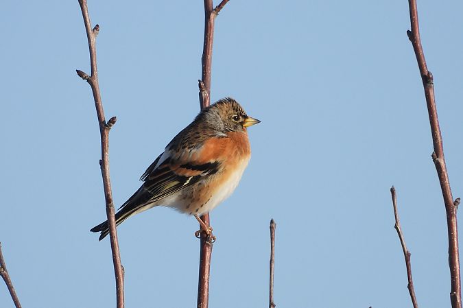jer  - Justyna Krawczyk