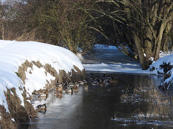 krzyżówka  - Justyna Krawczyk