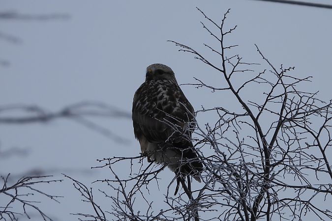 myszołów włochaty  - Justyna Krawczyk