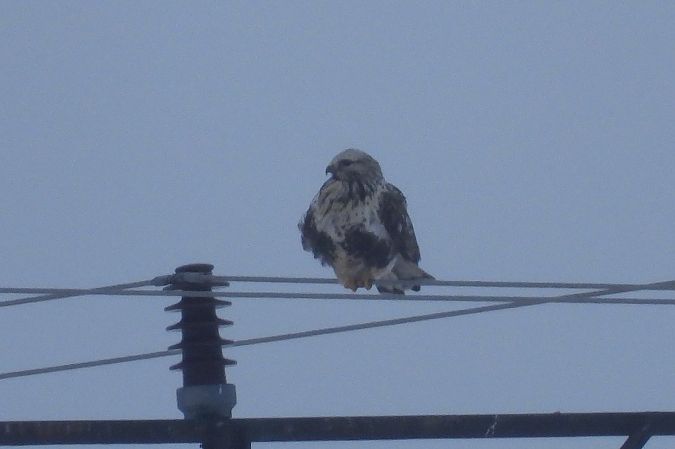 myszołów włochaty  - Justyna Krawczyk