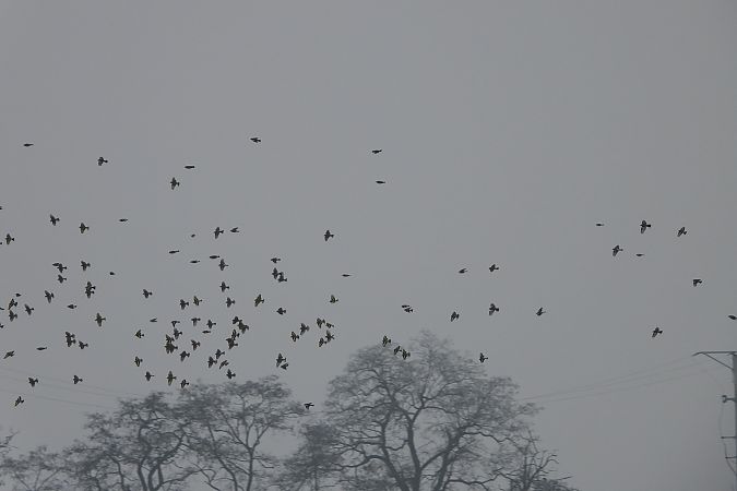 Stieglitz  - Justyna Krawczyk