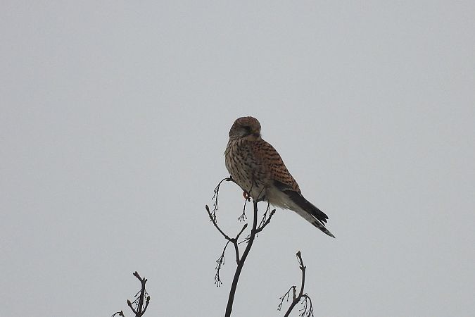 pustułka  - Justyna Krawczyk