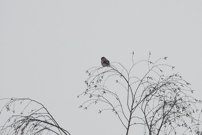 gil  - Justyna Krawczyk