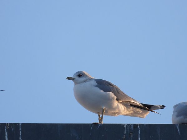 mewa siwa  - Justyna Krawczyk