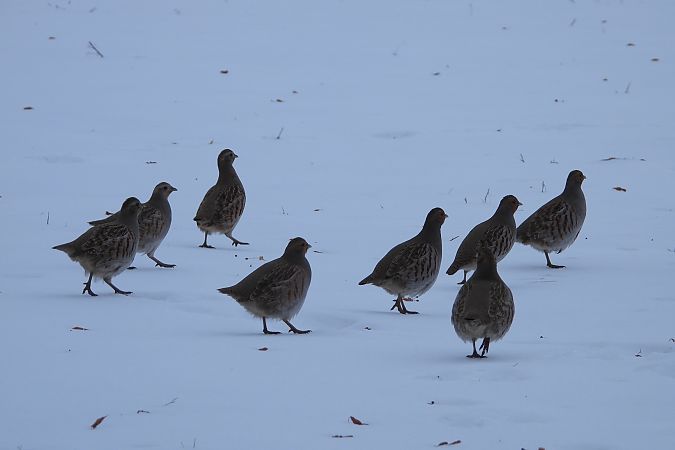 kuropatwa  - Justyna Krawczyk