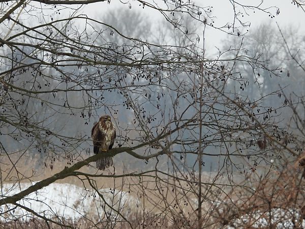 myszołów  - Justyna Krawczyk