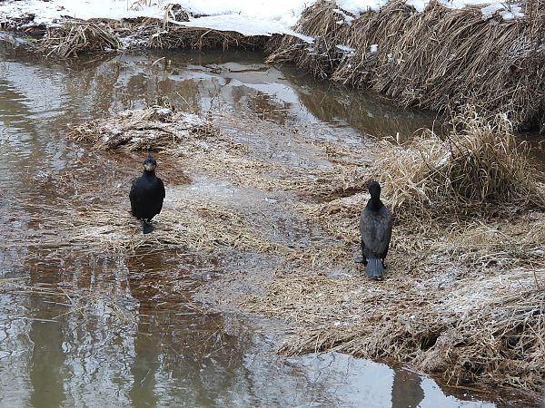 kormoran  - Justyna Krawczyk