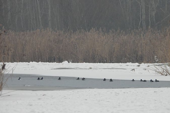 gągoł  - Justyna Krawczyk