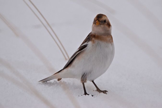 śnieguła  - Dawid Kowalski