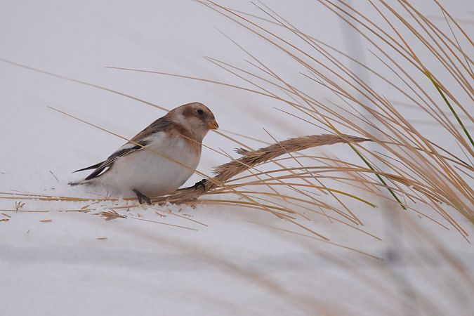 śnieguła  - Dawid Kowalski