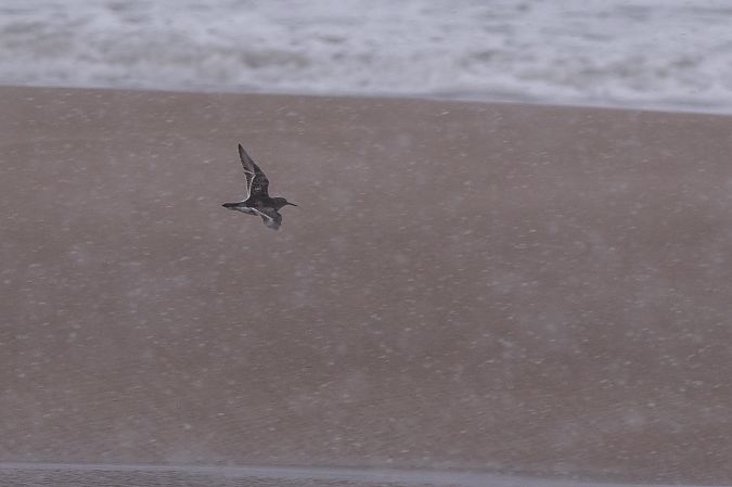 biegus morski  - Dawid Kowalski