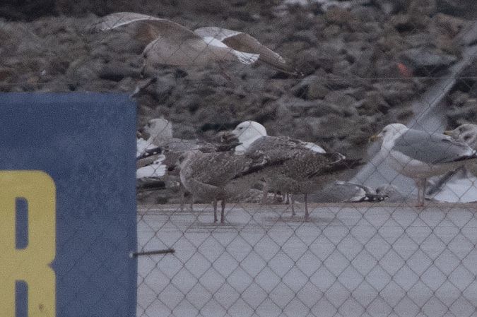 mewa siodłata  - Dawid Kowalski