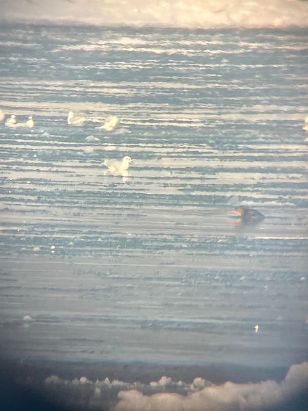 szlachar  - Romina Sęk