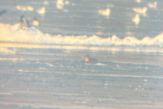 szlachar  - Romina Sęk