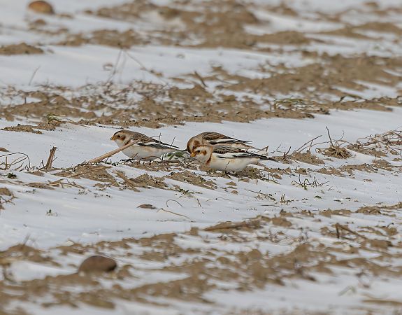 śnieguła  - Cyryl Boryczko