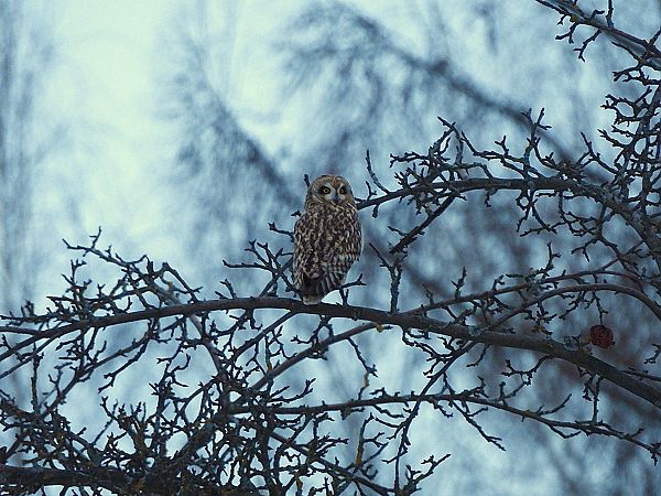 uszatka błotna  - Marcin Kuźma