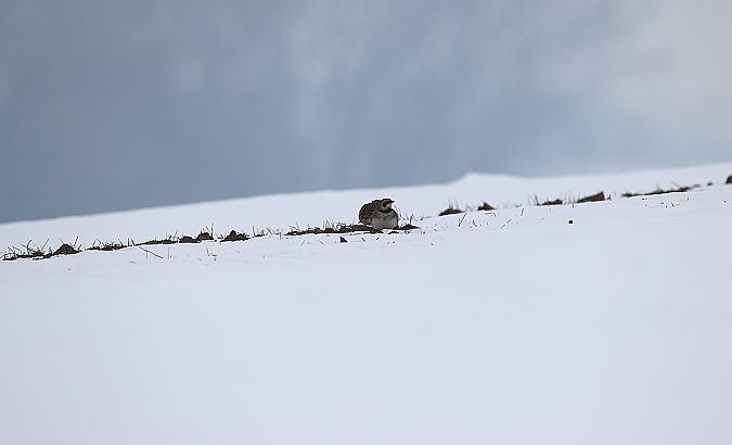 górniczek  - Marcin Kuźma