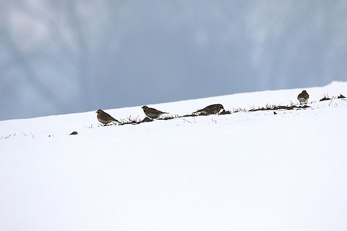 górniczek  - Marcin Kuźma