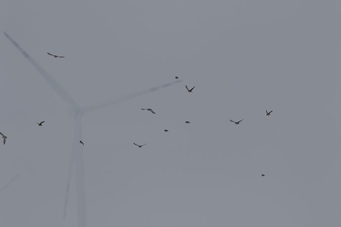 górniczek  - Marcin Kuźma