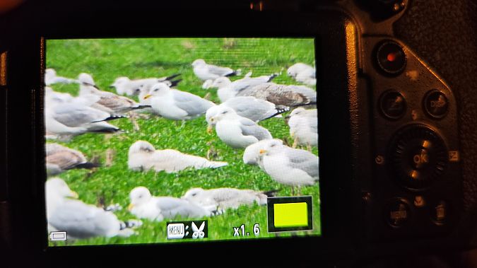 mewa blada  - Katarzyna Laszkiewicz