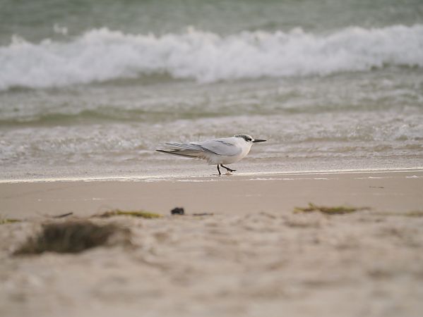 rybitwa czubata  - Katarzyna Laszkiewicz