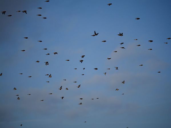 makolągwa  - Katarzyna Laszkiewicz