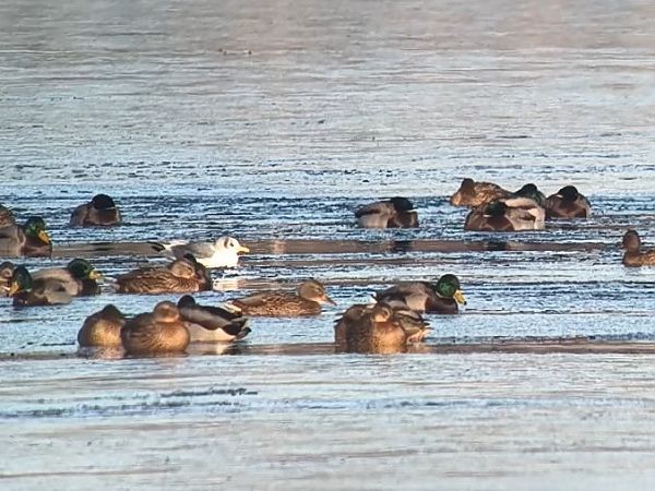 mewa trójpalczasta  - Olaf Sobota