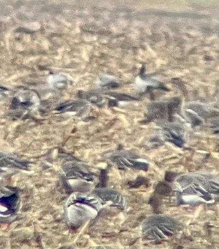 bernikla białolica  - Krzysztof Lis