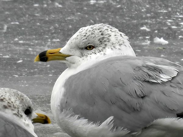 mewa delawarska  - Cezary Olejnik