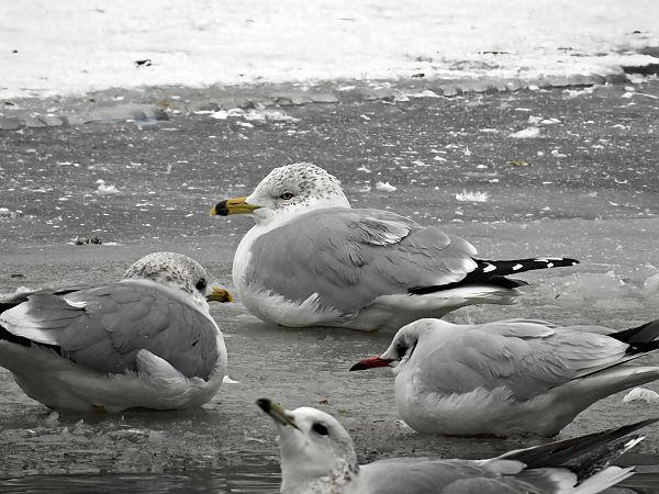 mewa delawarska  - Cezary Olejnik