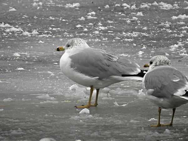 mewa delawarska  - Cezary Olejnik