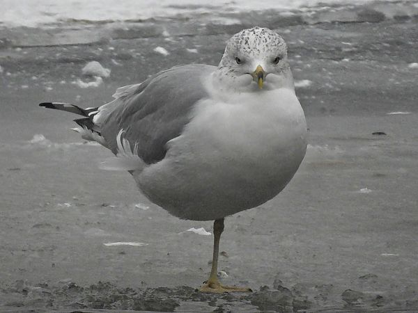 mewa delawarska  - Cezary Olejnik