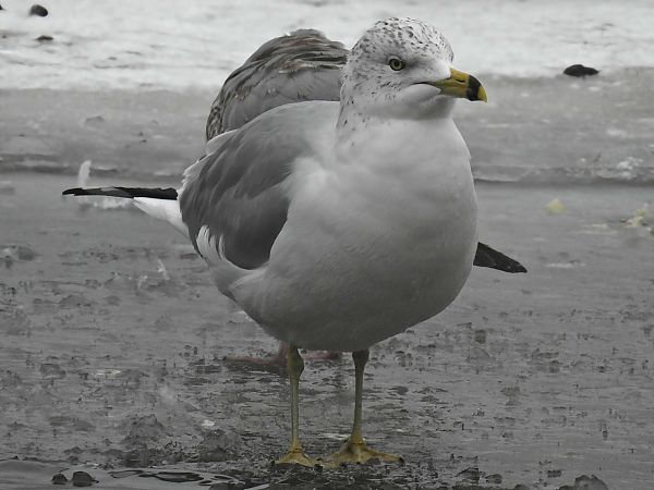 mewa delawarska  - Cezary Olejnik