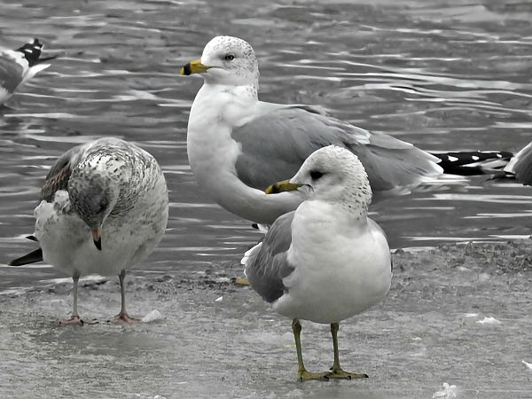 mewa delawarska  - Cezary Olejnik