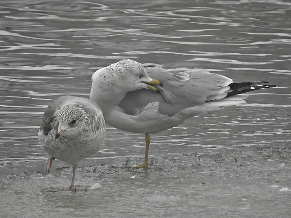 mewa delawarska  - Cezary Olejnik