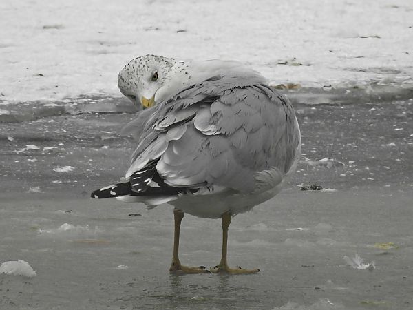 mewa delawarska  - Cezary Olejnik