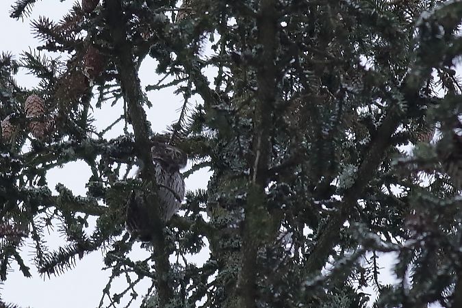 sóweczka  - Bernard Stachurski